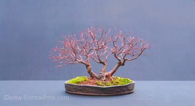 Spiraea japonica